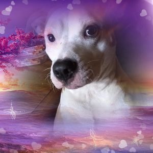 Meet your Posher, Robin